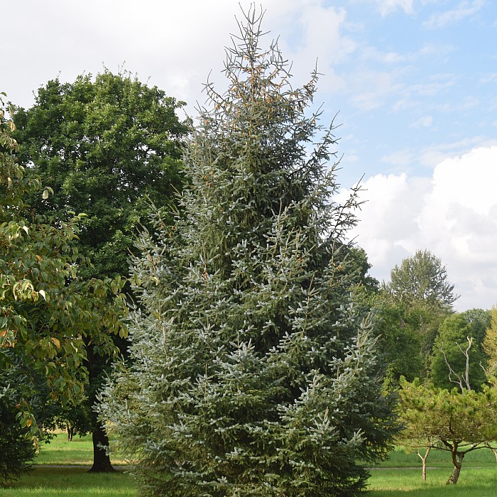 Sitkagran (Picea sitchensis)