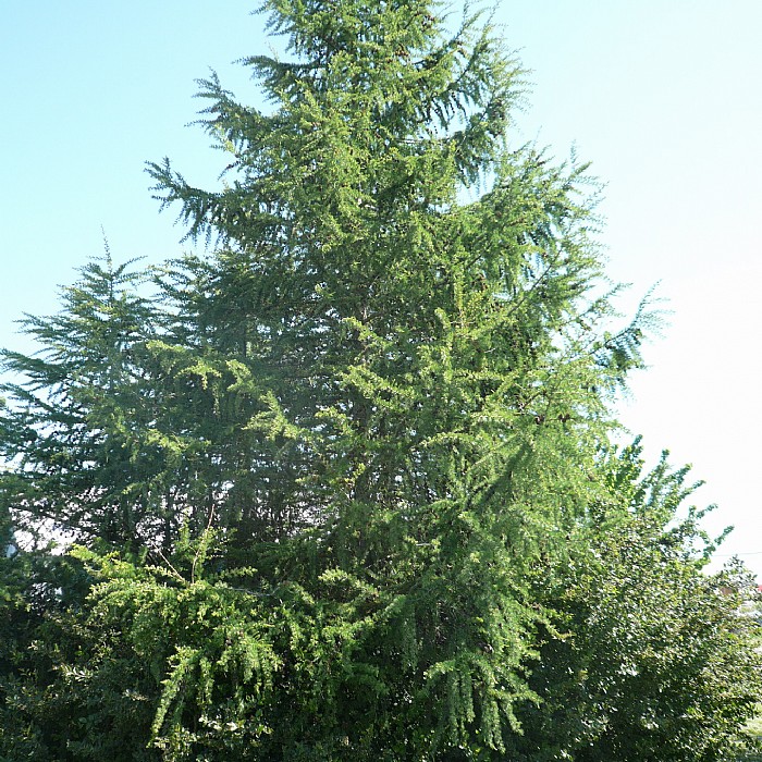 Europæisk lærk (Larix decidua)