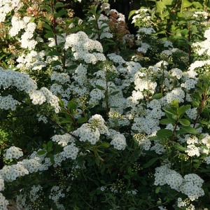 Juni-Snedrivebusk (Spiraea ‘Snowmound’)