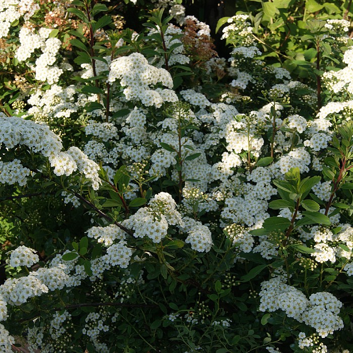 Juni-Snedrivebusk (Spiraea ‘Snowmound’)