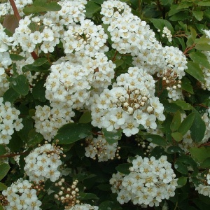 Buketspiræa (Spiraea vanhouttei)
