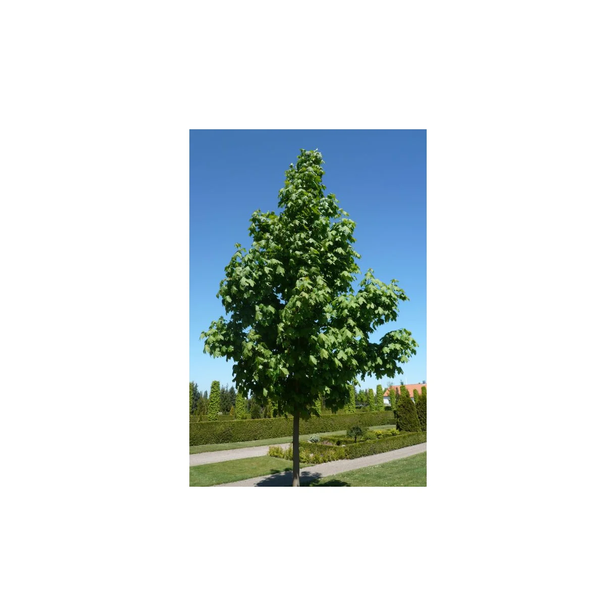 Spidsløn (Acer platanoides)