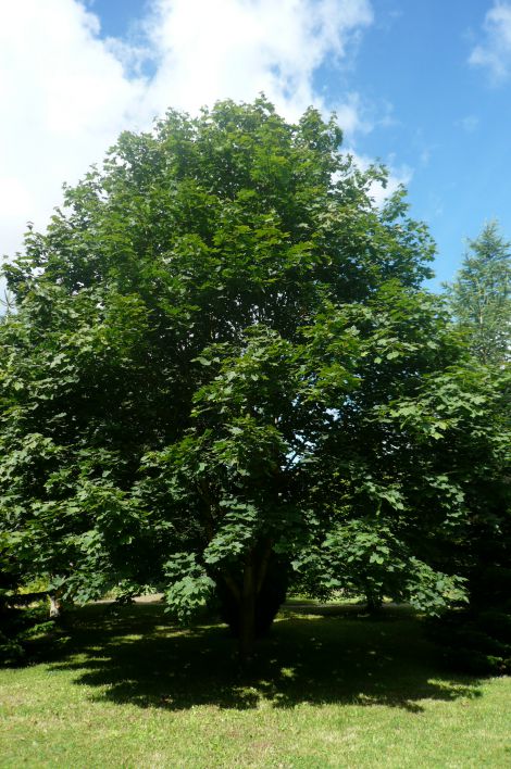 Spidsløn (Acer platanoides)