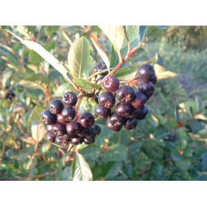 Surbær (Aronia melanocarpa)
