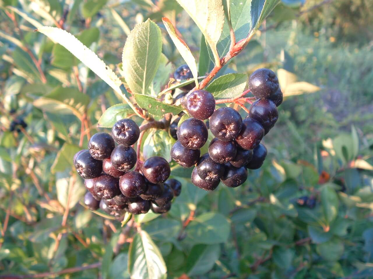 Surbær (Aronia melanocarpa)