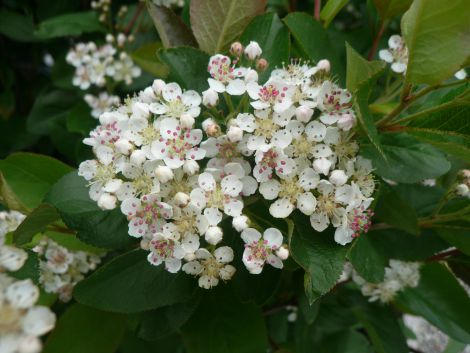 Surbær (Aronia melanocarpa)