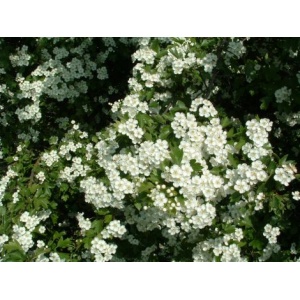 Hvidtjørn (Crataegus monogyna)