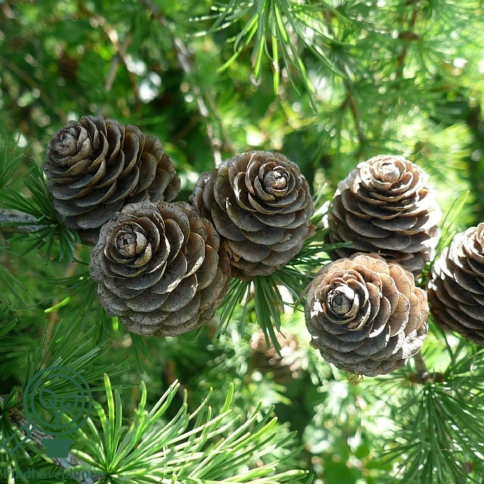 Europæisk lærk (Larix decidua)