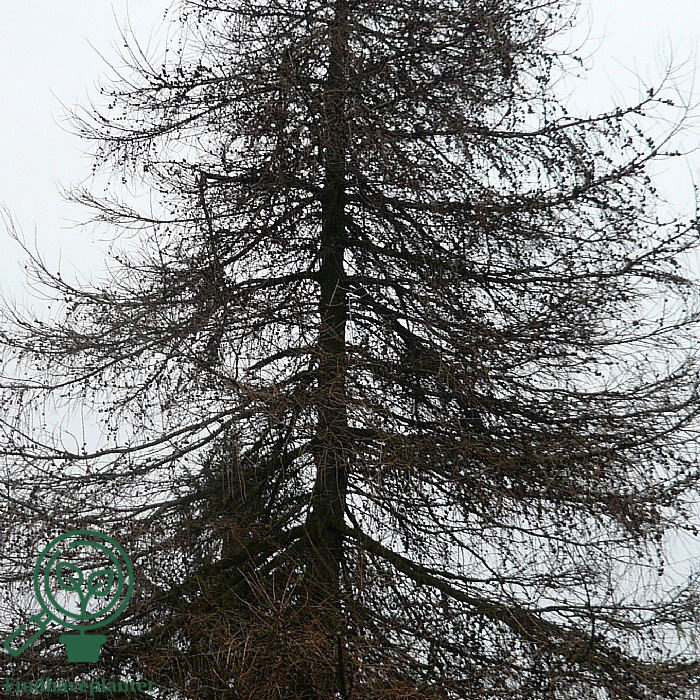 Europæisk lærk (Larix decidua)