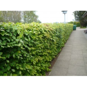 Bøg (Fagus sylvatica)