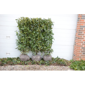Kirsebærlaurbær ‘Herbergii’ (Prunus laurocerasus)
