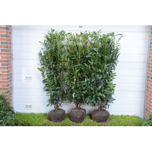 Kirsebærlaurbær ´Genolia´ / ´Mariblon´ (Prunus laurocerasus)