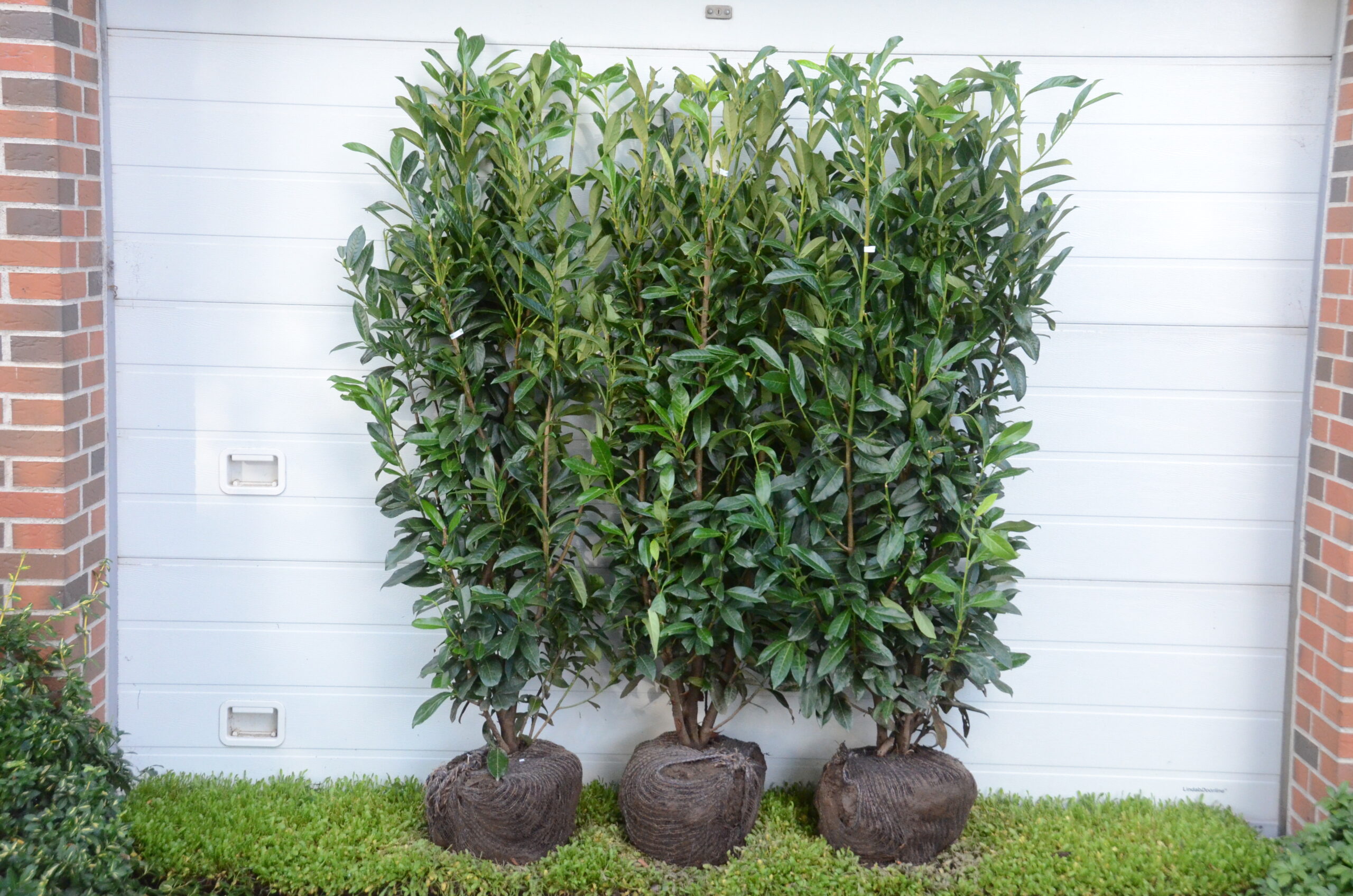 Kirsebærlaurbær ´Genolia´ / ´Mariblon´ (Prunus laurocerasus)