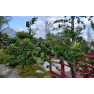 Japansk lærk (Larix kaempferi)