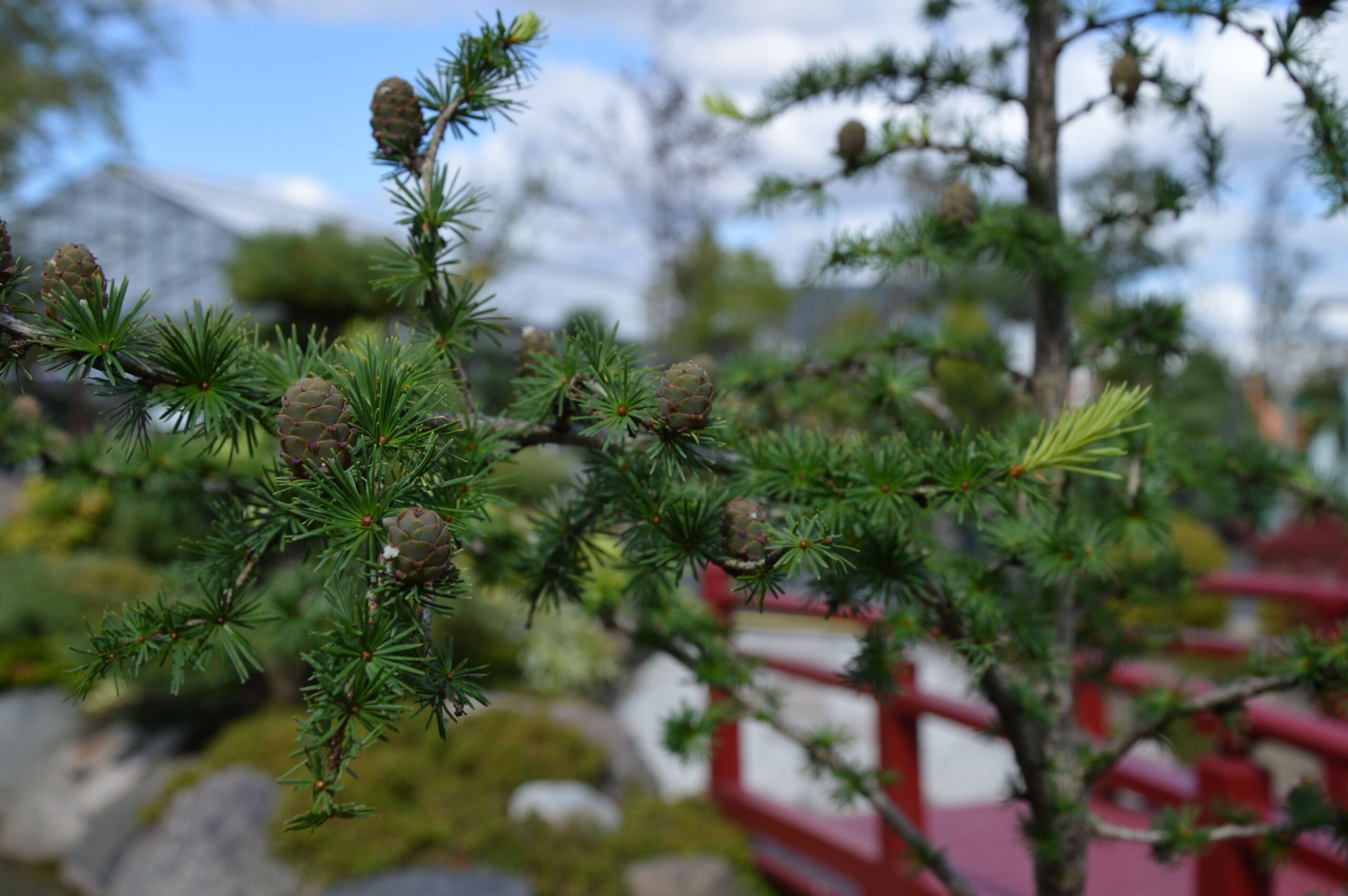 Japansk lærk (Larix kaempferi)