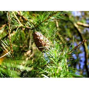 Hybridlærk (Larix eurolepis)