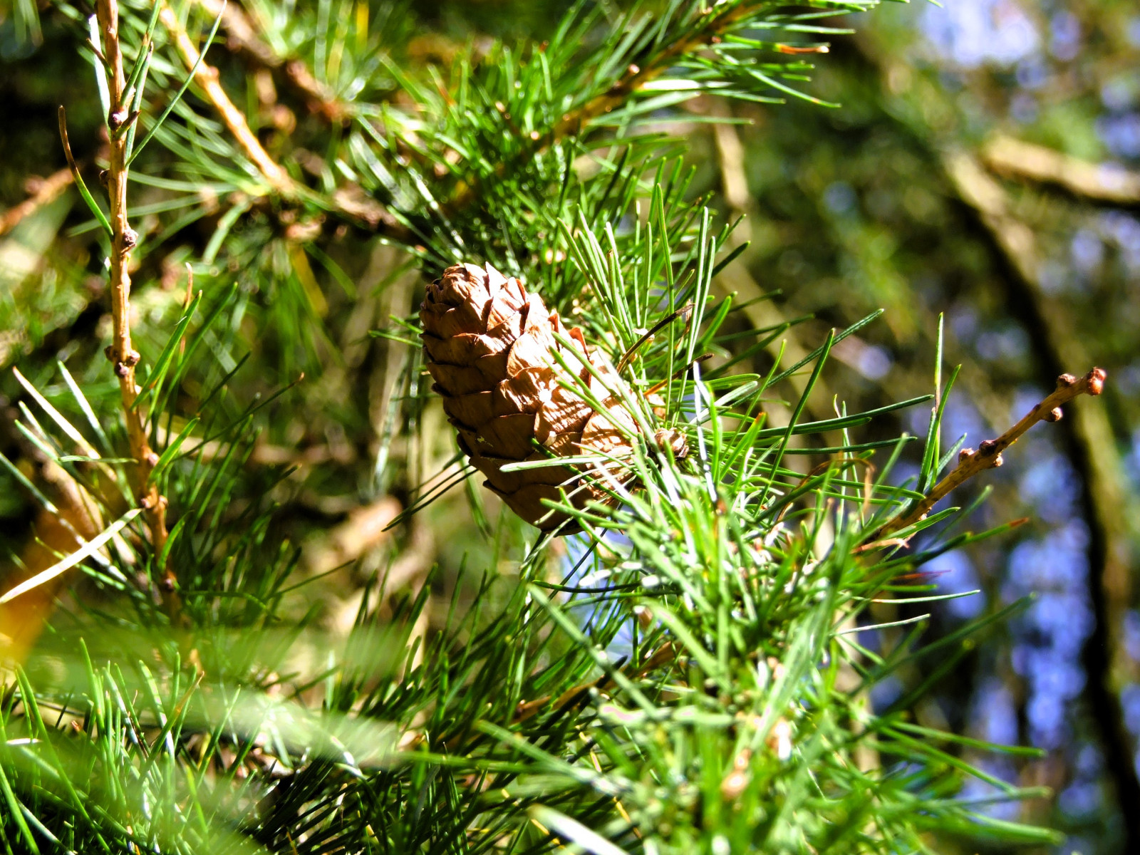 Hybridlærk (Larix eurolepis)