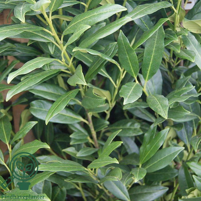 Kirsebærlaurbær 'Herbergii' (Prunus laurocerasus)