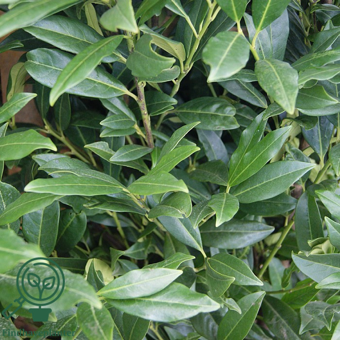 Kirsebærlaurbær 'Herbergii' (Prunus laurocerasus)