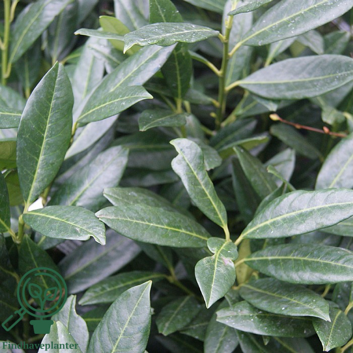 Kirsebærlaurbær 'Herbergii' (Prunus laurocerasus)