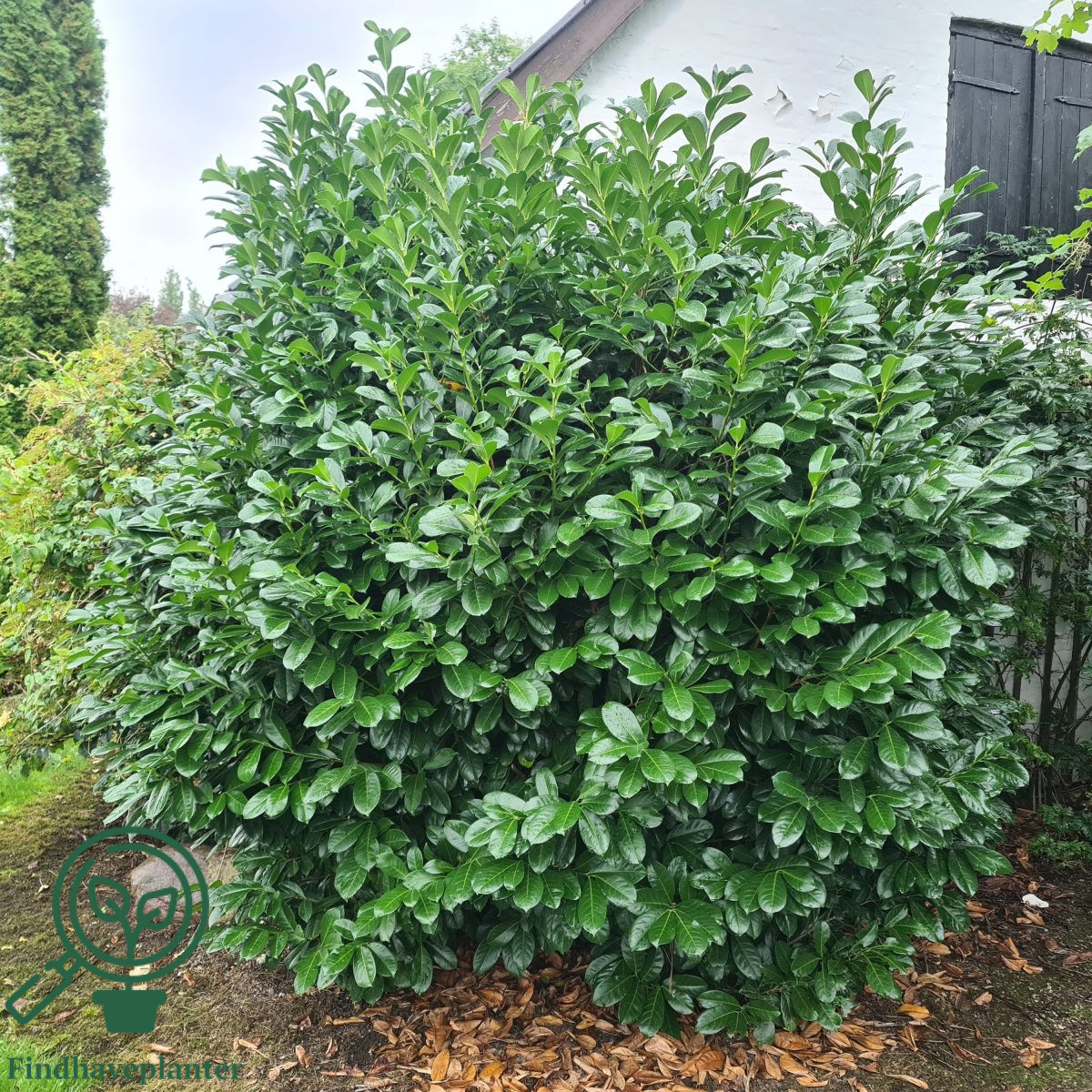 Kirsebærlaurbær 'Novita' (Prunus laurocerasus)