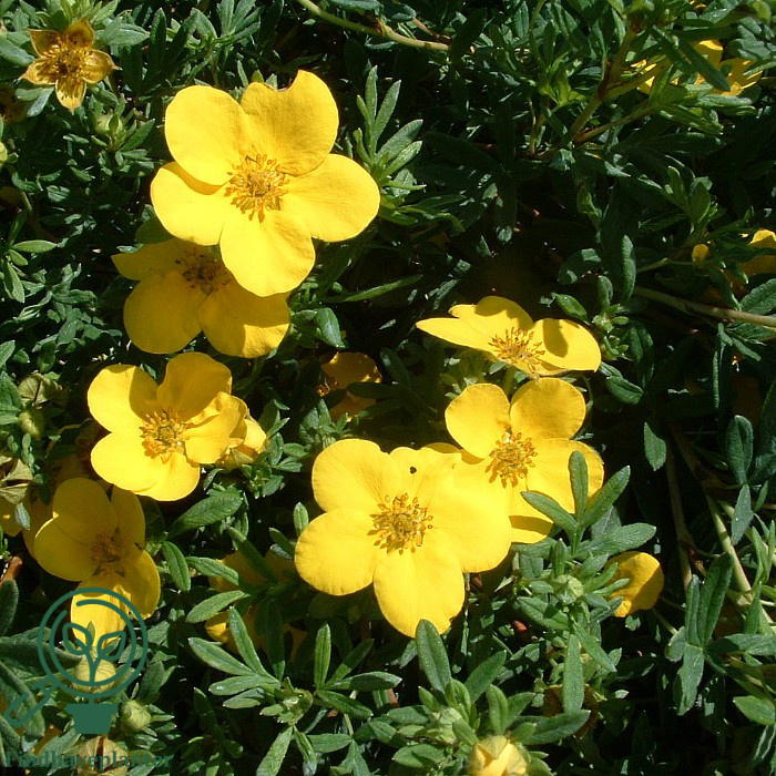 Potentilla 'Kobold'
