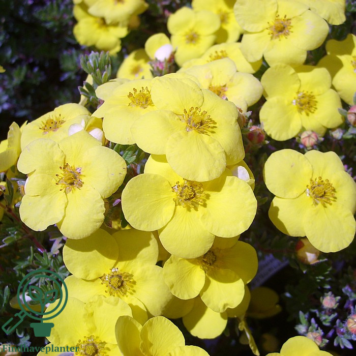 Potentilla 'Kobold'