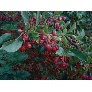 Sargentsæble (Malus sargentii)