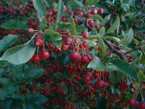 Sargentsæble (Malus sargentii)