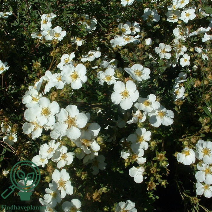 Potentilla 'Abbotswood'