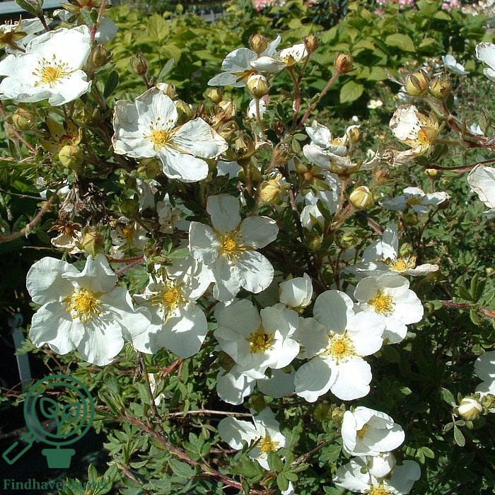 Potentilla 'Abbotswood'