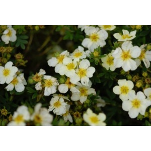 Potentilla ‘Abbotswood’