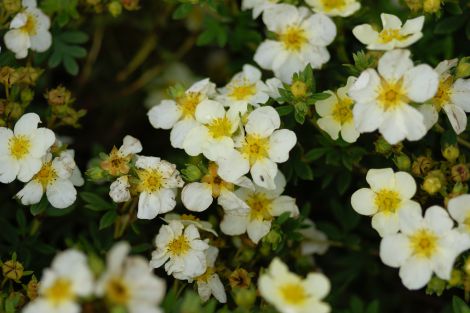 Potentilla ‘Abbotswood’
