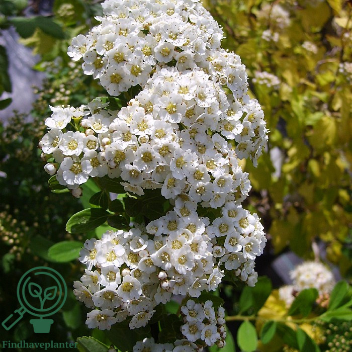 Juni-Snedrivebusk (Spiraea 'Snowmound')
