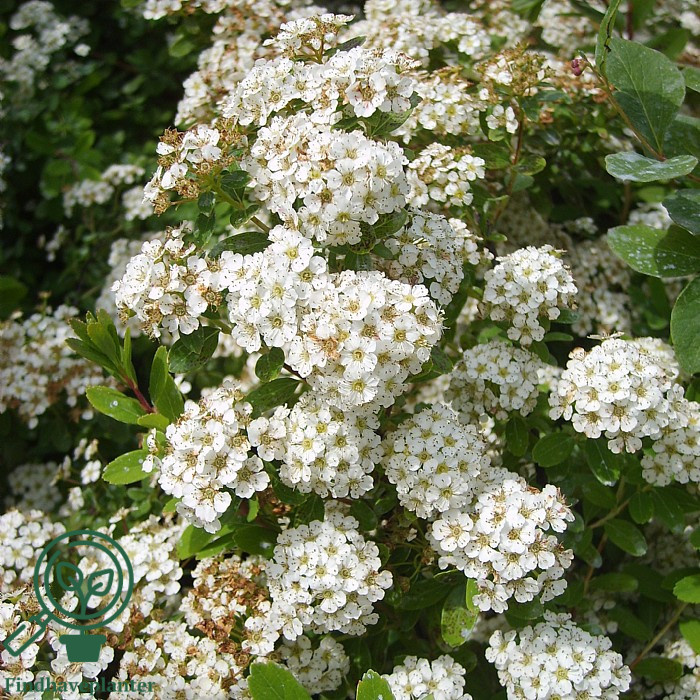 Juni-Snedrivebusk (Spiraea 'Snowmound')