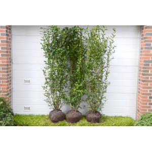 Liguster ‘Ovalifolium’ (Ligustrum vulgaris)