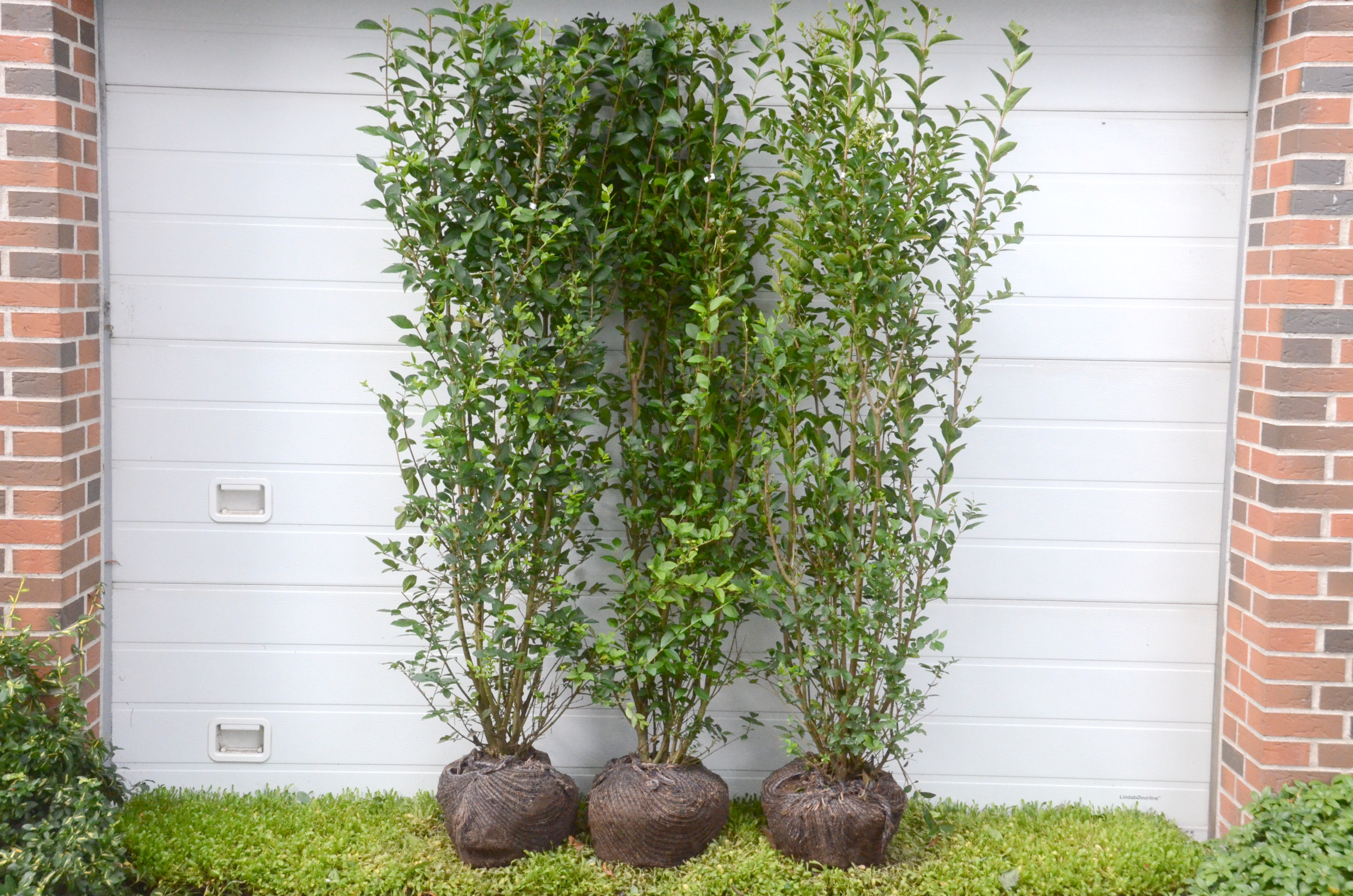 Liguster ‘Ovalifolium’ (Ligustrum vulgaris)