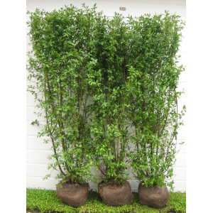 Liguster ‘Liga’ (Ligustrum vulgaris)