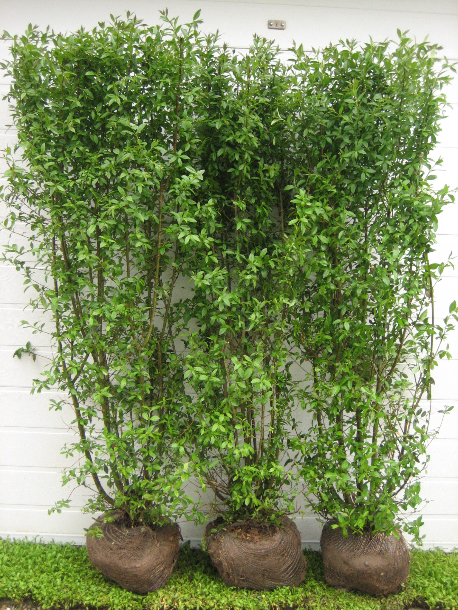 Liguster ‘Liga’ (Ligustrum vulgaris)