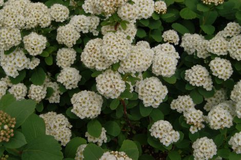 Birkebladet spiræa (Spiraea betulifolia)