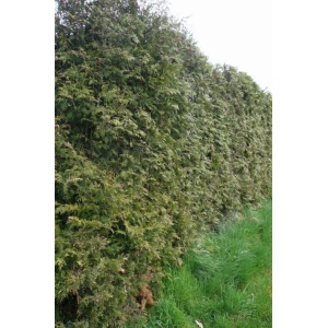 Thuja (Thuja occidentalis)