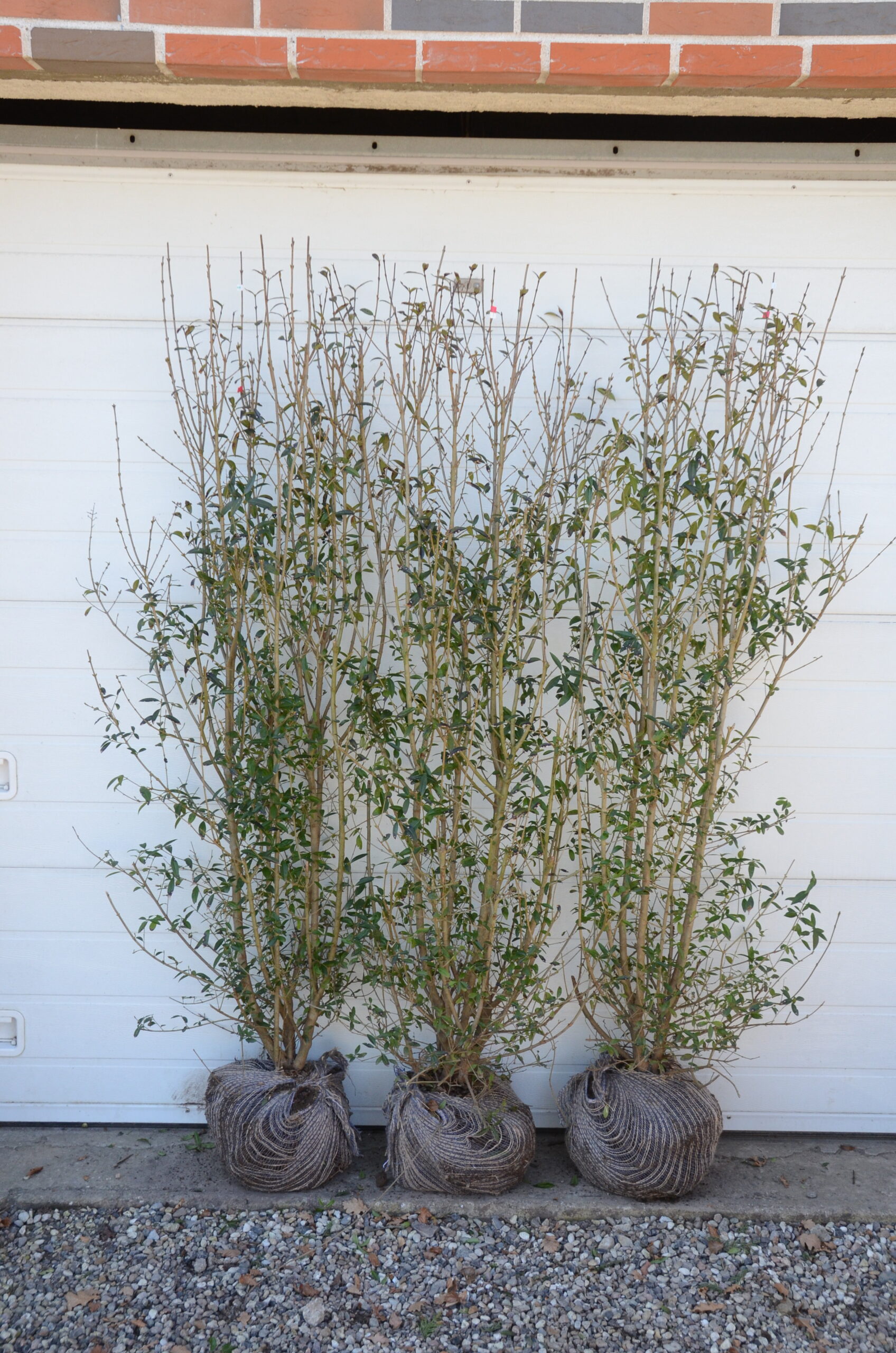 Liguster ‘Liga’ (Ligustrum vulgaris)