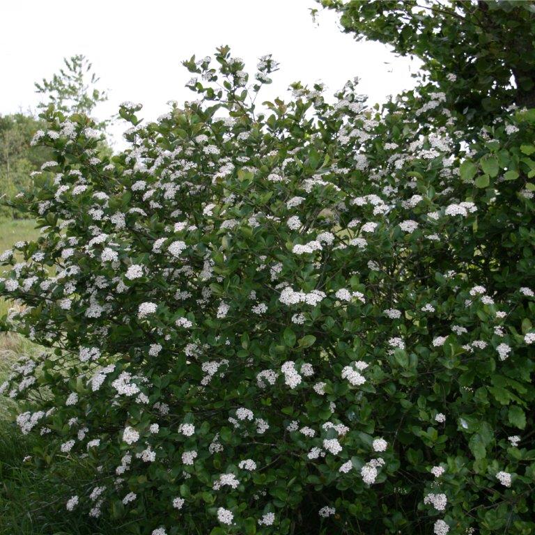 Surbær (Aronia melanocarpa)