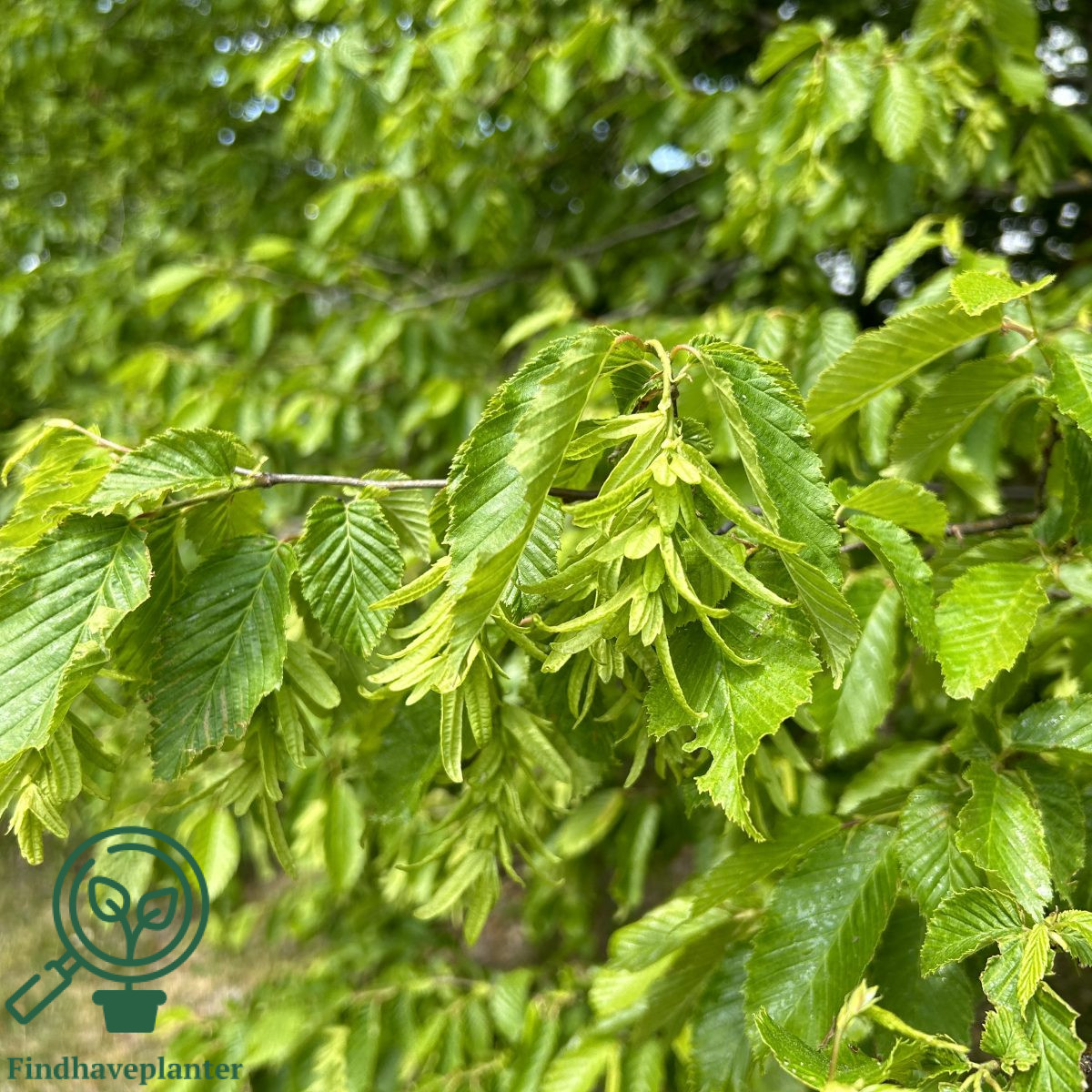 Avnbøg (Carpinus betulus)
