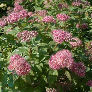 Japansk spiræa (Spiraea japonica ‘Little Princess’)
