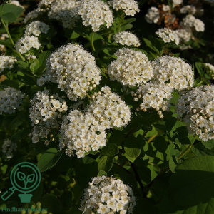 Birkebladet spiræa (Spiraea betulifolia ‘Tor’)