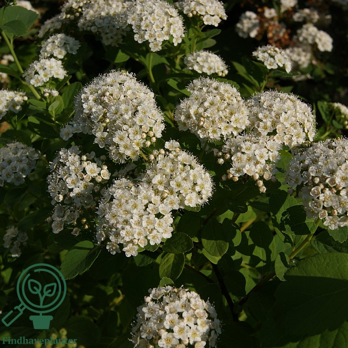Birkebladet spiræa (Spiraea betulifolia ‘Tor’)