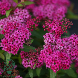 Spiræa (Spiraea ‘Anthony Waterer’)