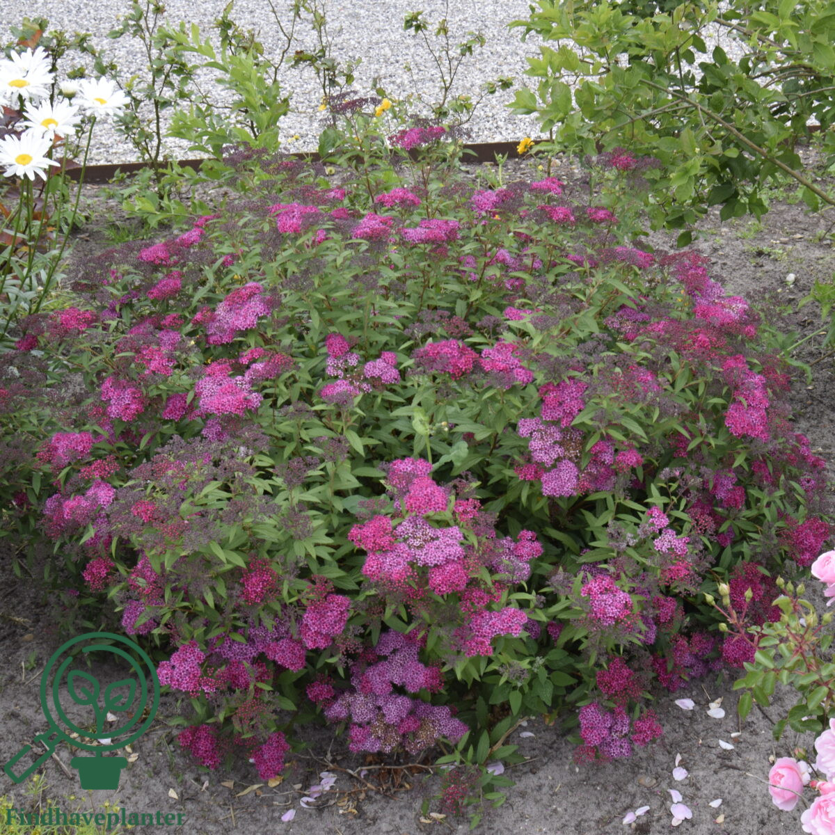 Spiræa (Spiraea ‘Anthony Waterer’)