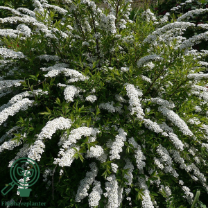Snedrivebusk (Spiraea cinerea ‘Grefsheim’)